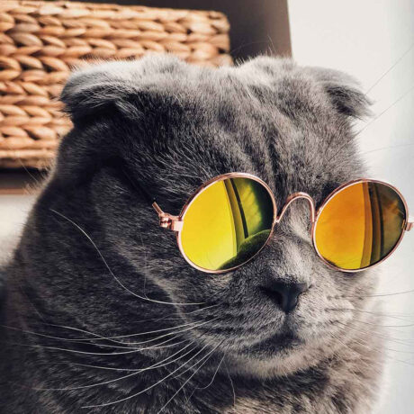 Gatos