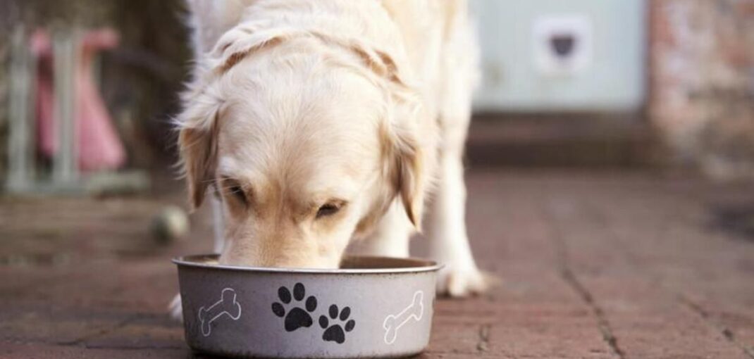 pienso natural vs industrial