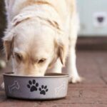 pienso natural vs industrial