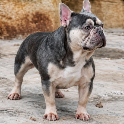 Bulldog francés de la NO LIMIT FAMILY
