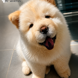 Cachorro chow chow de la NO LIMIT FAMILY