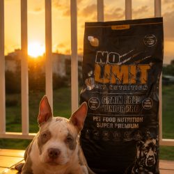 Cachorro junto a un saco NO LIMIT JUNIOR PRO al atardecer