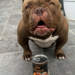Perro junto a una lata NO LIMIT Ibérico