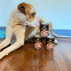 Perro junto a tres latas de comida húmeda NO LIMIT Ibérico
