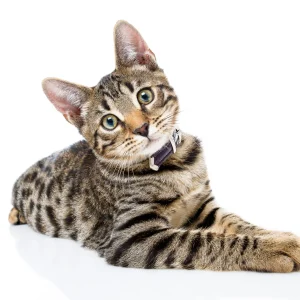 Gato
