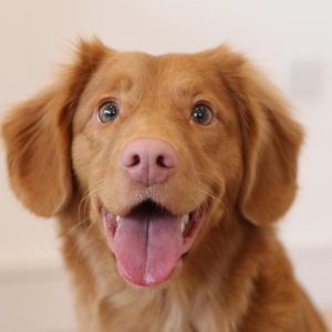 Perro